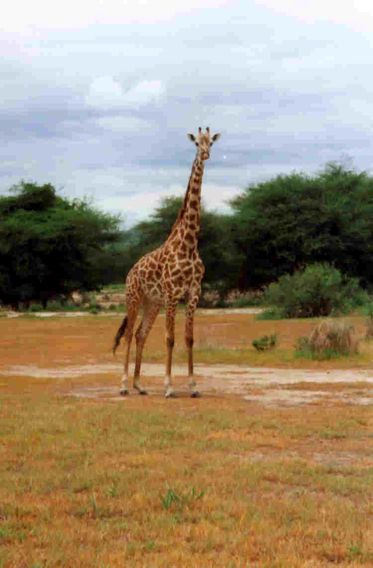 Giraffe, Ruaha National Park