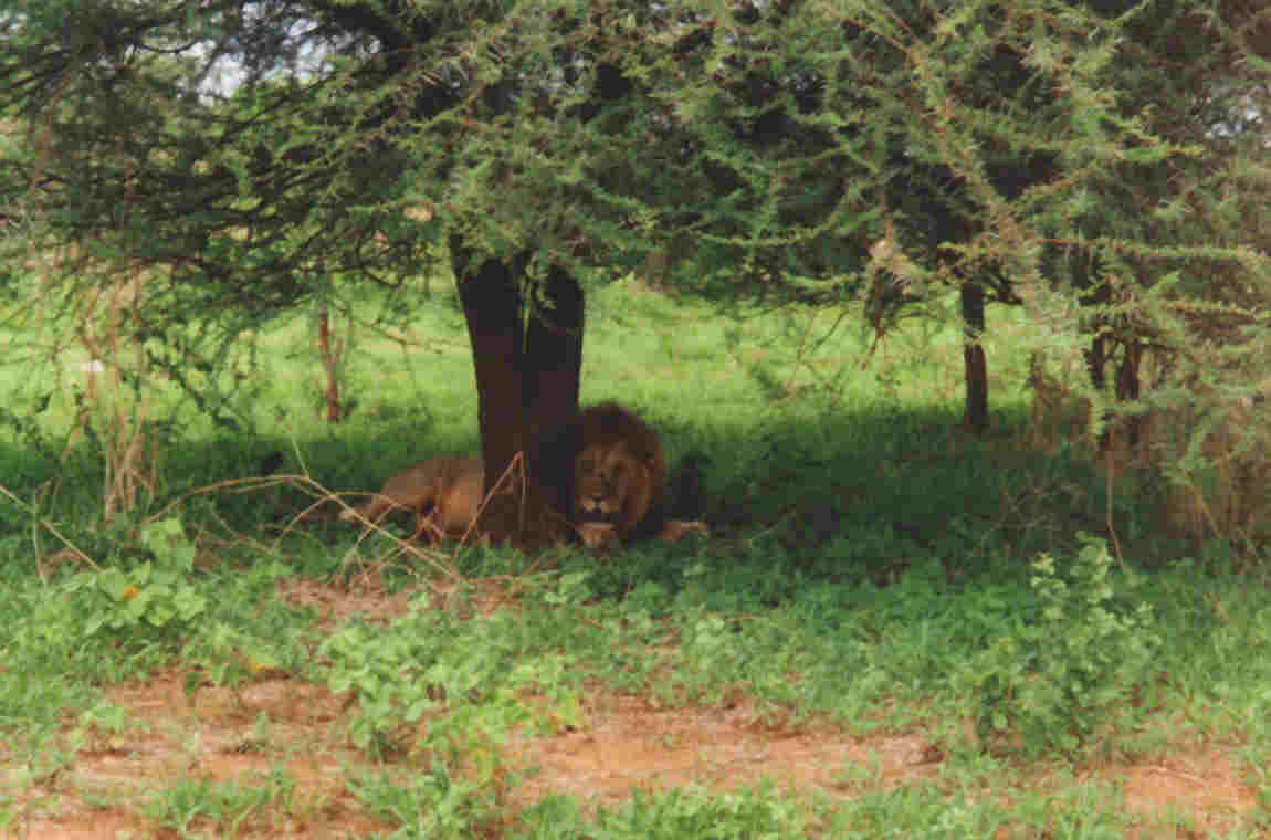 Lion, Ruaha National Park